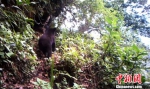 图为红外相机拍摄到的黑熊 - 云南频道