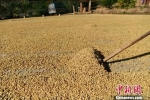 图为普洱咖农在太阳下晒咖啡 任东 摄 - 云南频道