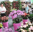 【聚焦云南】海外游客热捧昆明赏花游，“世界花都”离我们越来越近 - 云南频道
