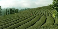 【聚焦云南】今年春茶价格最高涨至4万元/公斤？政府辟谣 - 云南频道