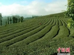 【聚焦云南】今年春茶价格最高涨至4万元/公斤？政府辟谣 - 云南频道