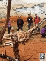 昆明动物园长颈鹿意外头卡树杈中 经抢救无效死亡 - 云南信息港