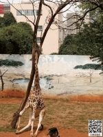 昆明动物园长颈鹿意外头卡树杈中 经抢救无效死亡 - 云南信息港