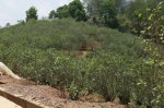 代猛率队到永德开展古茶树保护条例立法后评估工作调研。 - 人民代表大会常务委员会