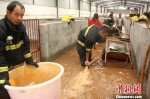 消防官兵在养殖场抽水救猪。　王俊虎 摄 - 云南频道