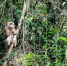 图为平顶猴被放回森林。　常宗波 摄 - 云南频道
