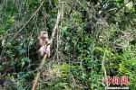 图为平顶猴被放回森林。　常宗波 摄 - 云南频道