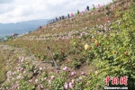 资料图，图为丽江玫瑰花产业。 丽江外宣办供图 - 云南频道