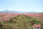资料图，图为丽江雪桃种植基地。 丽江外宣办供图 - 云南频道