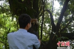 图为民警将蜂猴安全送回到大自然中。　红河州金平县森林公安局供图 - 云南频道