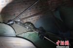 图为藏在村民家中巨大的眼镜王蛇 杨立志 摄 - 云南频道