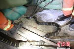 图为眼镜王蛇被控制住 杨立志 摄 - 云南频道