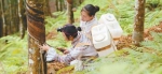 探索天然橡胶“保险+期货”精准扶贫模式 - 云南频道