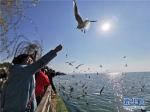 市民在投喂红嘴鸥。新华网 罗春明 摄 - 云南频道
