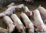 云南宣威市务德镇：多措并举做大生猪产业。供图 - 云南频道