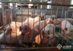 云南宣威市务德镇：多措并举做大生猪产业。供图 - 云南频道