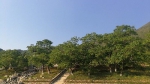 光明村的核桃树 - 云南频道