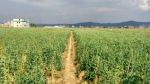 千亩连片秋豌豆种植基地 - 云南频道