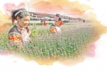 南庄镇勐曼村鲜切花 产业成为群众增收新门路 - 云南频道