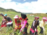 彝族群众在自己的草山上种草还能增加经济收入 杨洪程 摄 - 云南频道