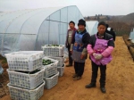 邓贵银、李海明和工友们采摘蔬菜。记者江枫/摄 - 云南频道