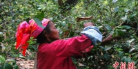 图为西双版纳州勐海县曼果村村民采摘茶叶。　赵嘉　摄 - 云南频道