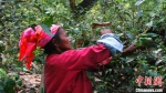 图为西双版纳州勐海县曼果村村民采摘茶叶。　赵嘉　摄 - 云南频道