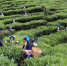 普洱大力发展茶产业，图为江城县农民正在采茶。 供图 - 云南频道