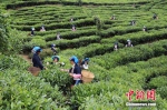 普洱大力发展茶产业，图为江城县农民正在采茶。 供图 - 云南频道