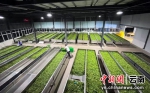 墨江24.6万亩茶园进入采摘期 预计农业产值2.37亿元 - 云南频道