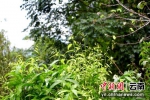 墨江树叶变“金叶” 近千亩长蕊甜菜迎来采摘季 - 云南频道