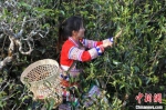 探访茶乡云南勐海 古茶树保护助力乡村振兴 - 云南频道