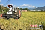 云南双江探索农民专业合作社“五+”模式 助力乡村振兴 - 云南频道