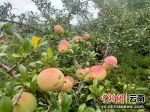 墨江：酸溜溜的木瓜 甜蜜蜜的日子 - 云南频道
