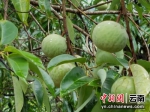 云南广南：蒜头果成群众增收致富绿色产业 - 云南频道