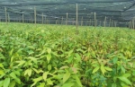 云南广南：蒜头果成群众增收致富绿色产业 - 云南频道