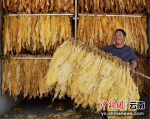 云南省烟叶生产全面增收再创历史新高 - 云南频道