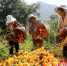 双江闷乐村：柑橘产业种出群众增收致富路 - 云南频道