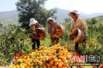 双江闷乐村：柑橘产业种出群众增收致富路 - 云南频道