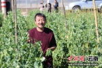 刘荣生正在自家田间采收套种秋豌豆。 - 云南频道