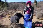 香格里拉一户传统牧民的冬天 - 云南频道