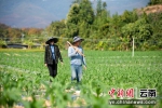 熊杰和妻子刘星每天都要巡视地里的玉米长势情况。 - 云南频道