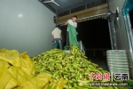早上七点多，基地把采摘的玉米送到加工厂，工人剥去玉米苞叶，然后分拣 - 云南频道