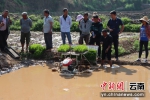 墨江：水稻种植全程机械化为乡村振兴添动力 - 云南频道