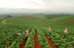 主动融入农业强国战略 加快烟草农业现代化建设 - 云南频道