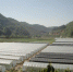 蓝莓种植基地(2023年5月7日摄)。供图 - 云南频道