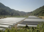 蓝莓种植基地(2023年5月7日摄)。供图 - 云南频道