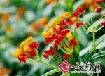 “毒花”马利筋导致过敏？ 专家：管住嘴就没危险 - 云南频道