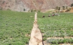 山岗村香叶天竺葵种植基地 - 云南频道